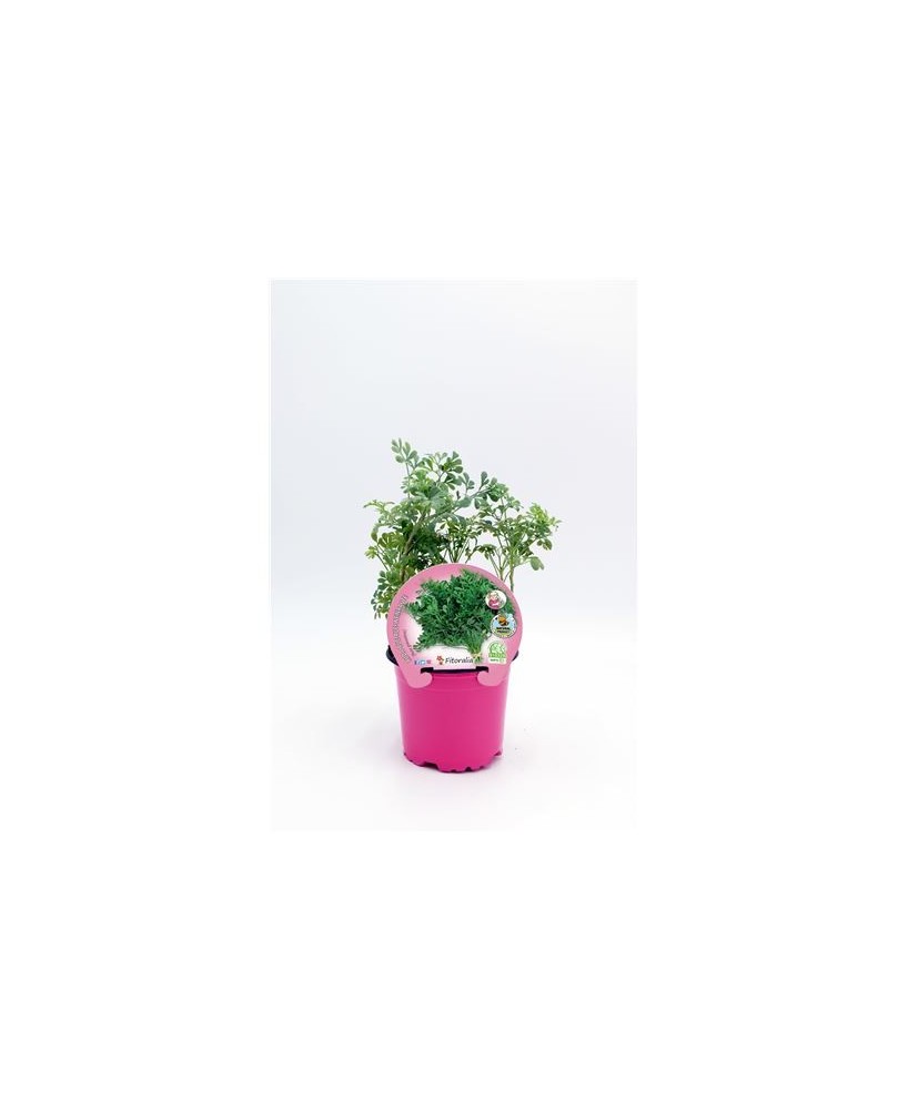 RUDA ECO PACK 1