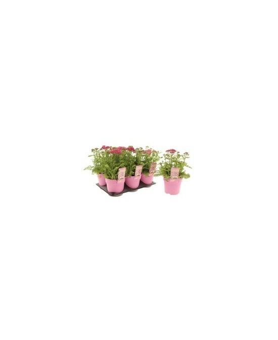 ACHILLEA MILLY ROCK APPLEBLOSSOM M15 ROSA