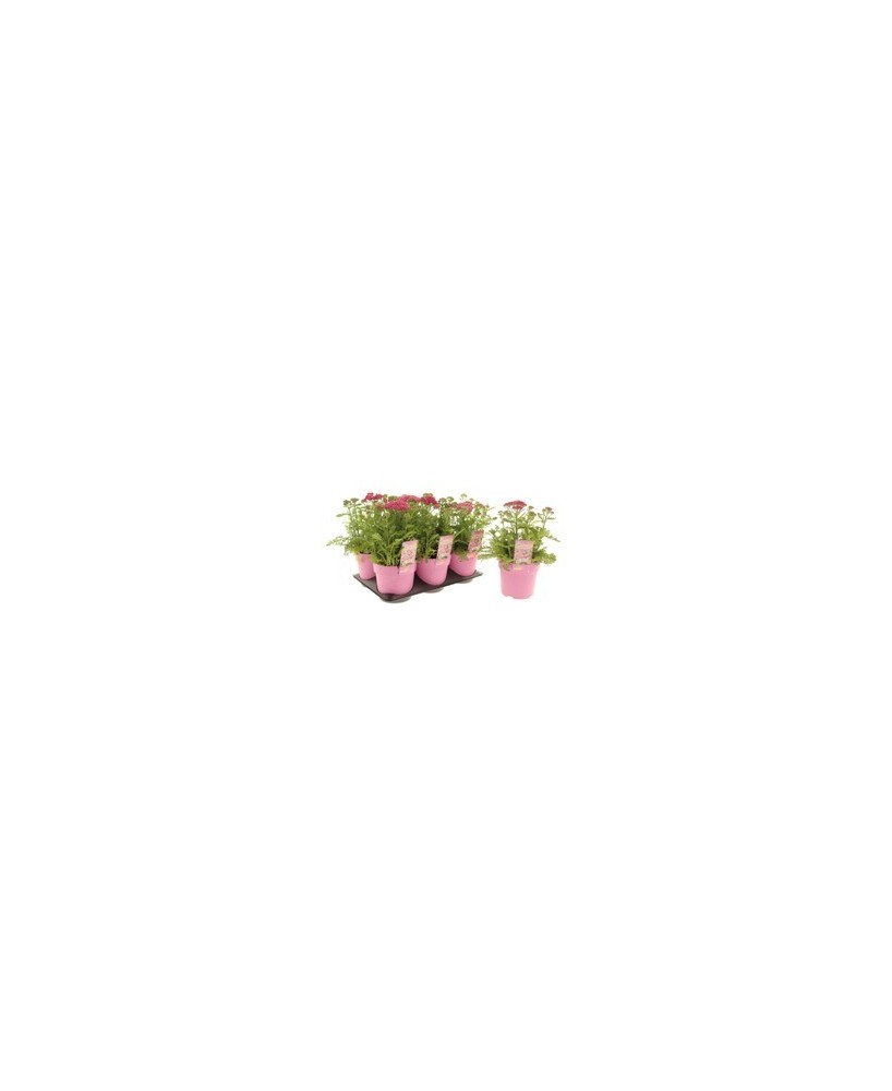 ACHILLEA MILLY ROCK APPLEBLOSSOM M15 ROSA
