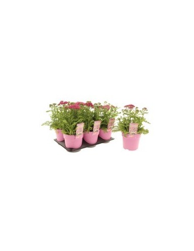 ACHILLEA