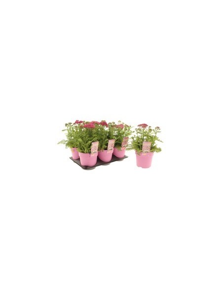 ACHILLEA