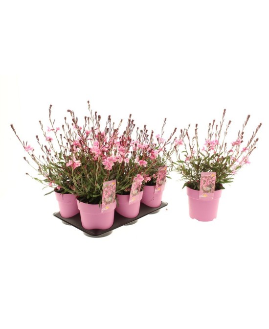 AFTER SUMMER GAURA LIND. MEDIUM PINK