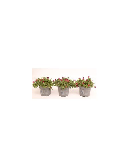 DELOSPERMA COOP LIDO ORANGE WITH EYE