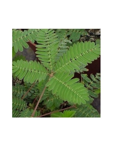 MIMOSA PUDICA M13