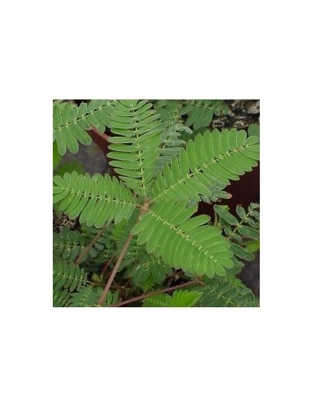 MIMOSA PUDICA M13