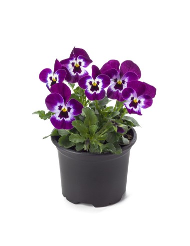 VIOLA M13 KM0