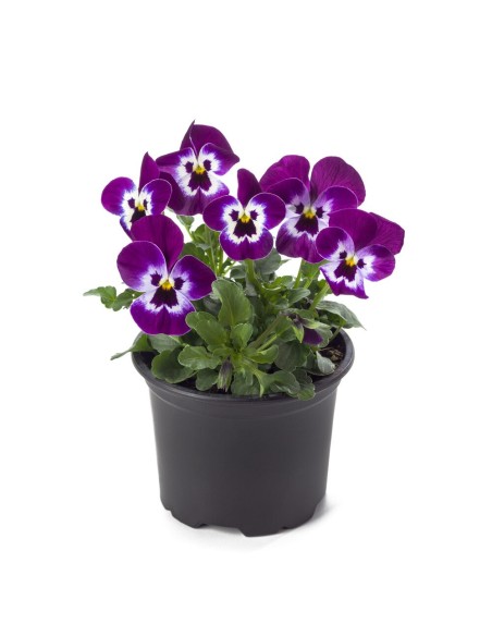 VIOLA M13 KM0