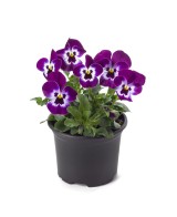 VIOLA M13 KM0