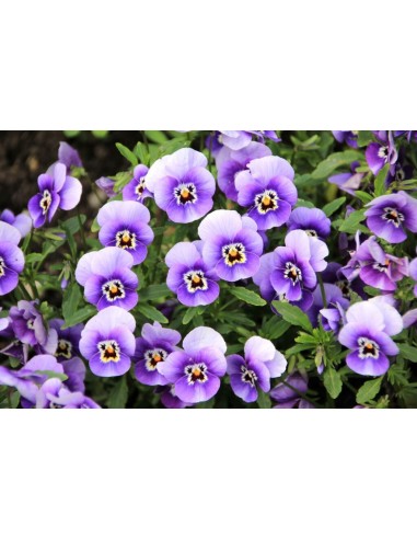 VIOLA M13 KM0