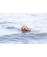 Juguete Acuático Faro con Cuerda 26cm para Perros | Juego Flotante y Resistente

