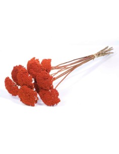 ACHILLEA PARKER NARANJA QUEMADA