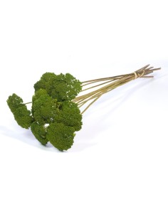 ACHILLEA PARKER VERDE