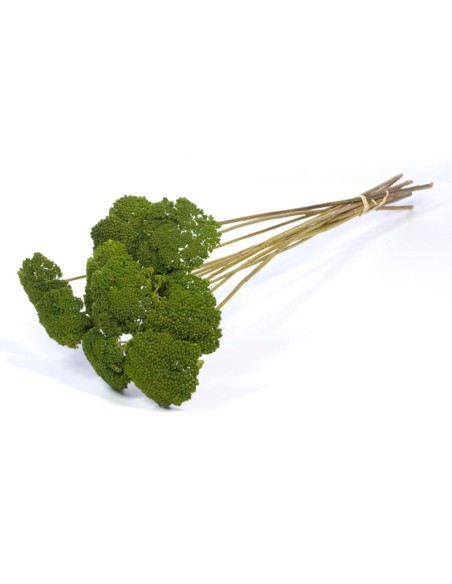 ACHILLEA PARKER VERDE