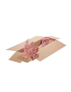 ACHILLEA PARKET ROSA BRUMOSO