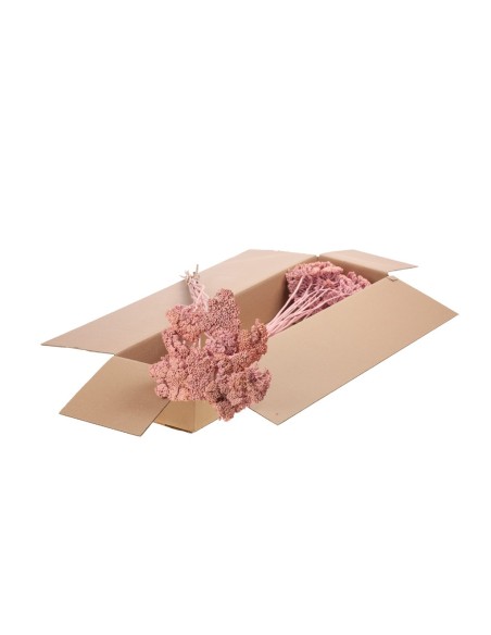 ACHILLEA PARKET ROSA BRUMOSO