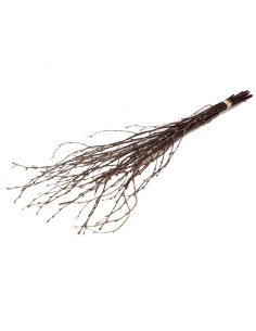 ABEDUL 75CM 5PC NATURAL