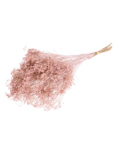 FLOR DE ESCOBA RAMO ROSA BRUMIFICA