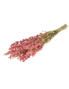 DELPHINIUM ROSA NATURAL