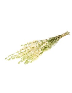 DELPHINIUM BLANCO NATURAL