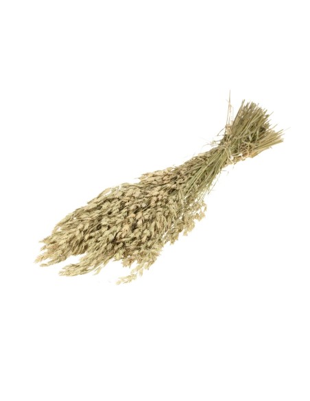 BROMUS SECALINUS VERDE NATURAL