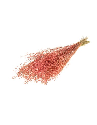 LEPIDIUM ROSA ATRAXA