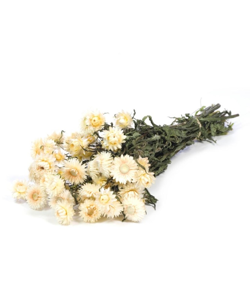 HELICHRYSUM BLANCO NATURAL
