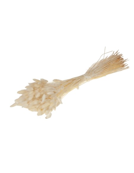 LAGURUS OVATUS BLANCO BLANCO BLANQUEADO