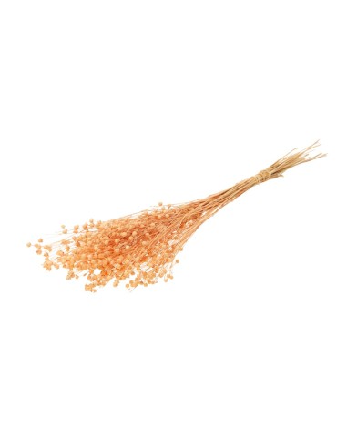 LINUM CORAL BRUMOSO