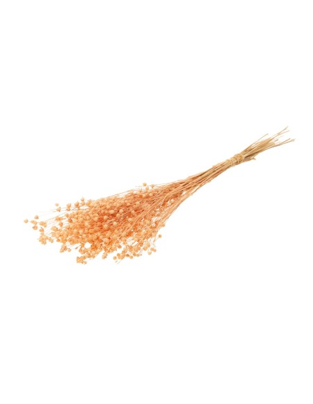 LINUM CORAL BRUMOSO
