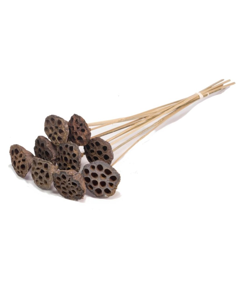 LOTUS MEDIUM 10PC NATURAL