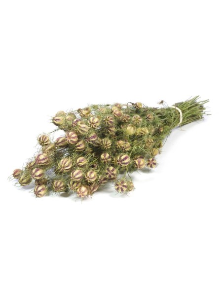 NIGELLA VERDE NATURAL