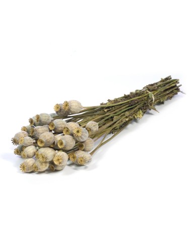 PAPAVER NATURAL VERDE GRIS