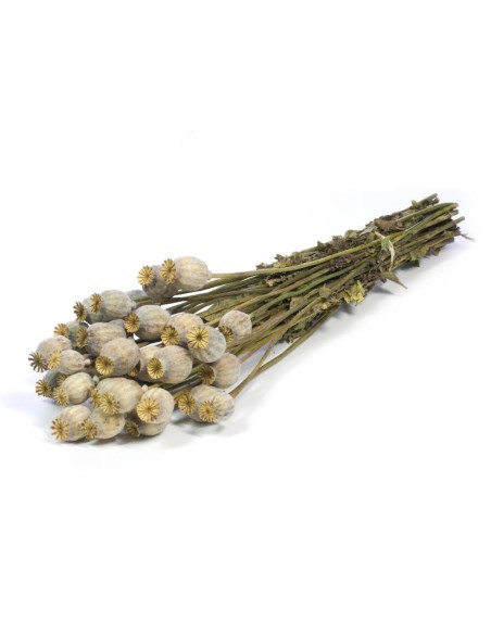 PAPAVER NATURAL VERDE GRIS