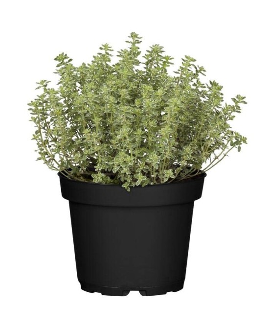Tomillo M13: Planta Aromática Resistente con Propiedades Medicinales | Endanea Garden

