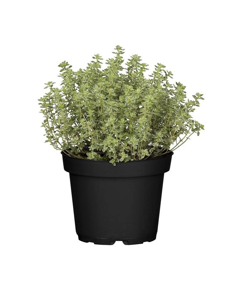 Tomillo M13: Planta Aromática Resistente con Propiedades Medicinales | Endanea Garden

