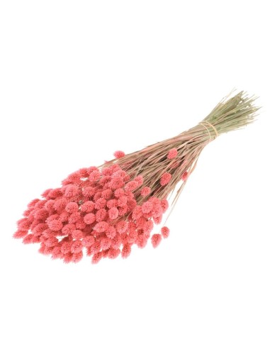 FALARIS ROSA