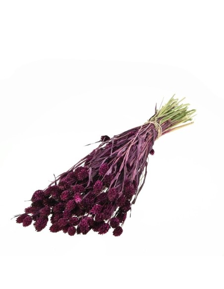 FALARIS CIRUELA