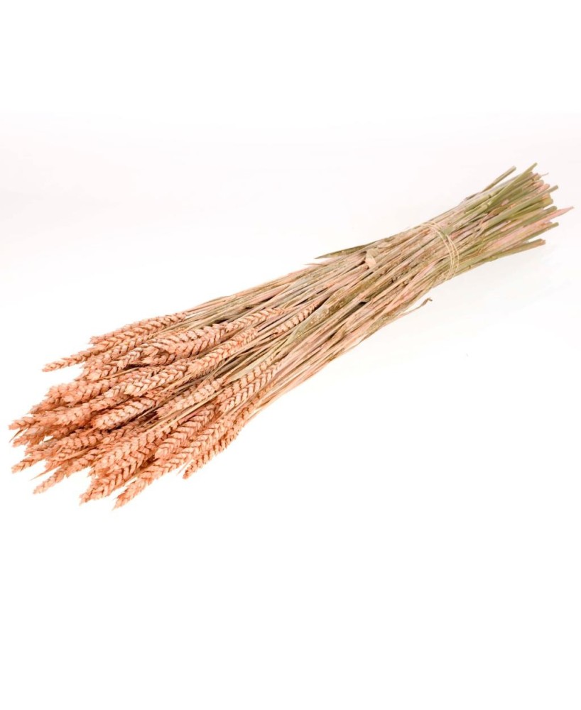 TARWE CORAL BRUMOSO
