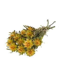 PLUMOSA PRESEVADA AMARILLA PRIMAVERA