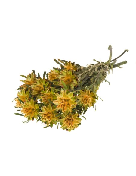 PLUMOSA PRESEVADA AMARILLA PRIMAVERA