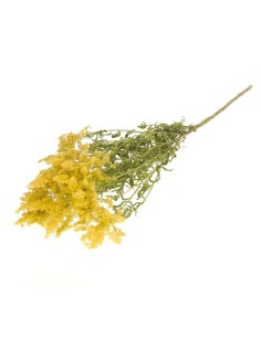 SOLIDAGO FLOR NATURAL AMARILLA