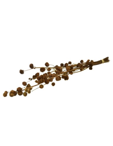 CALICARPA 70CM NATURAL