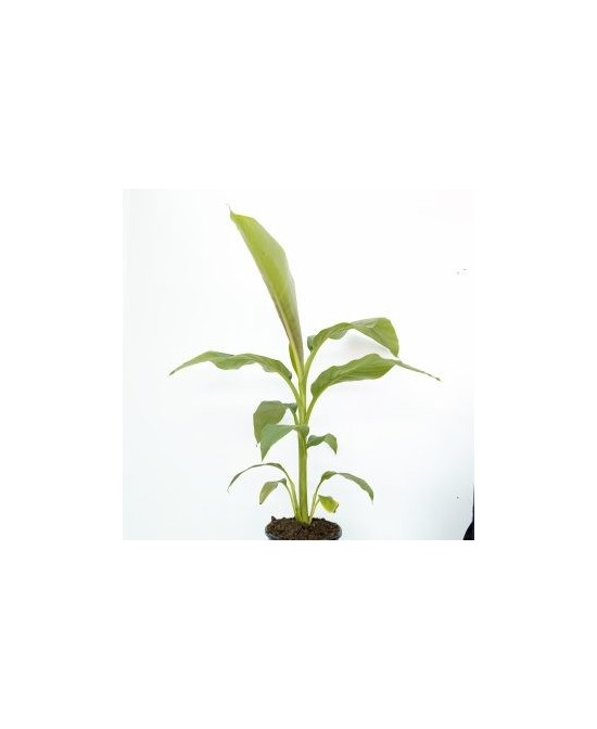 MUSA BASJOO  C20