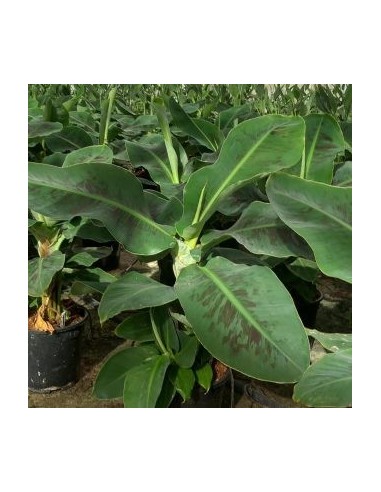 MUSA DWARF CAVENDISH C20