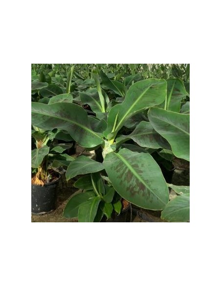 MUSA DWARF CAVENDISH C20