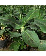 MUSA DWARF CAVENDISH C20