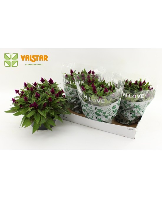 Celosia Intenz Bowl Morado M23 para decoración de exteriores e interiores