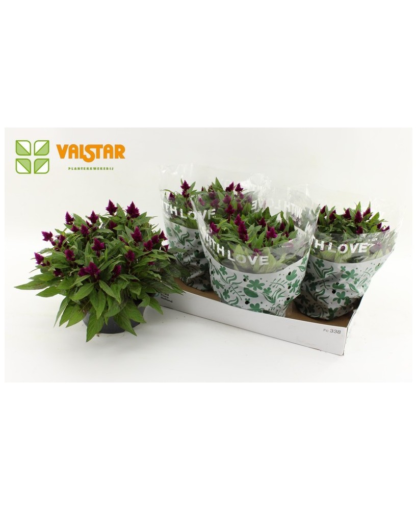 Celosia Intenz Bowl Morado M23 para decoración de exteriores e interiores