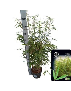 Fargesia Rob Pingwu M23 Bambú Ornamental Resistente para Jardín y Terraza