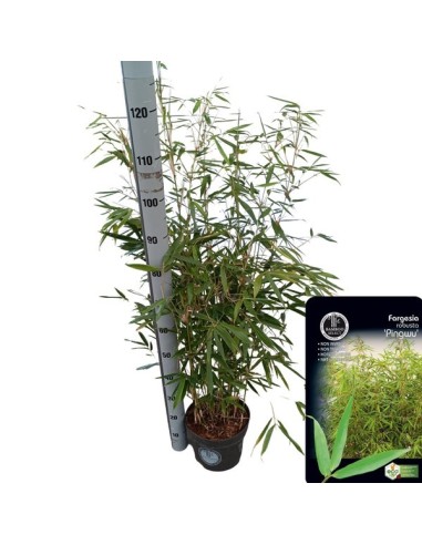 Fargesia Rob Pingwu M23 Bambú Ornamental Resistente para Jardín y Terraza